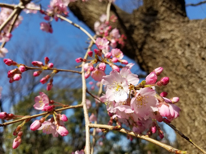 春