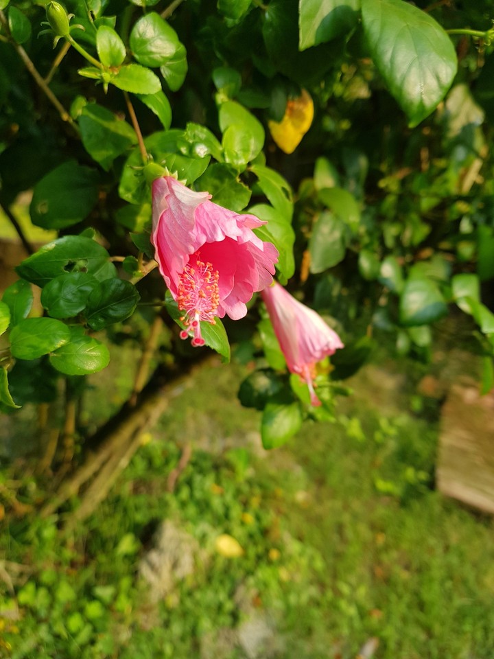 China rose