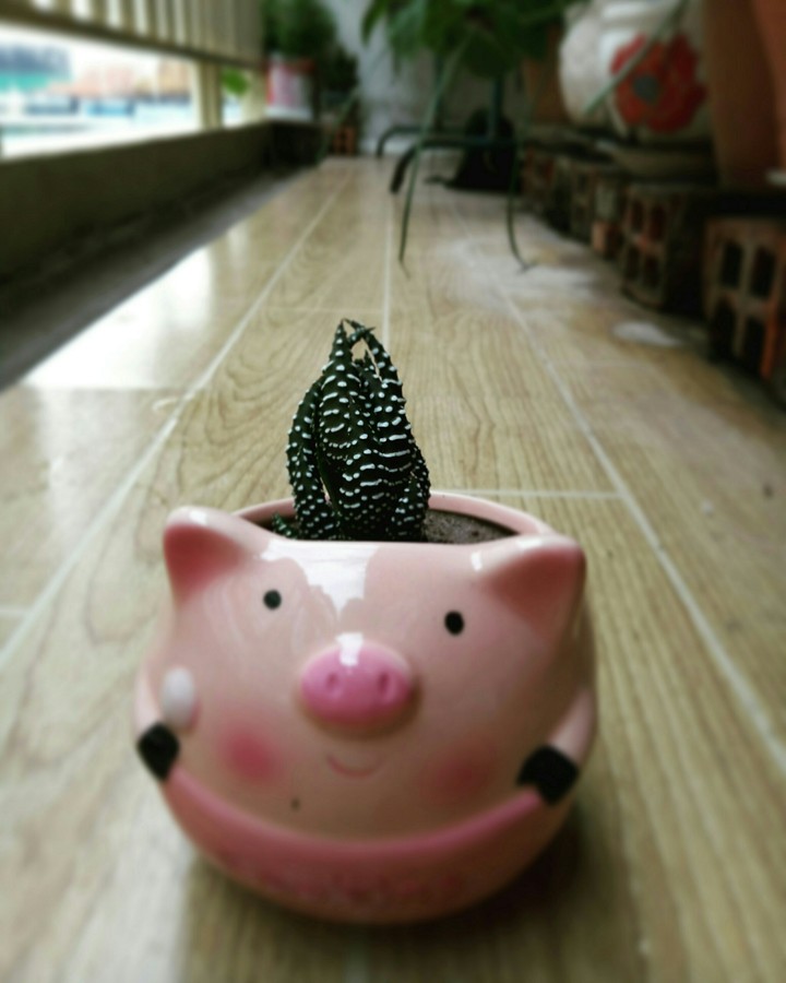 piggy