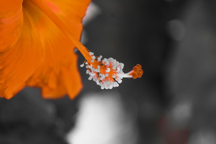 flower
