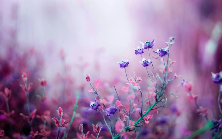 Beautiful Colour full Flowers