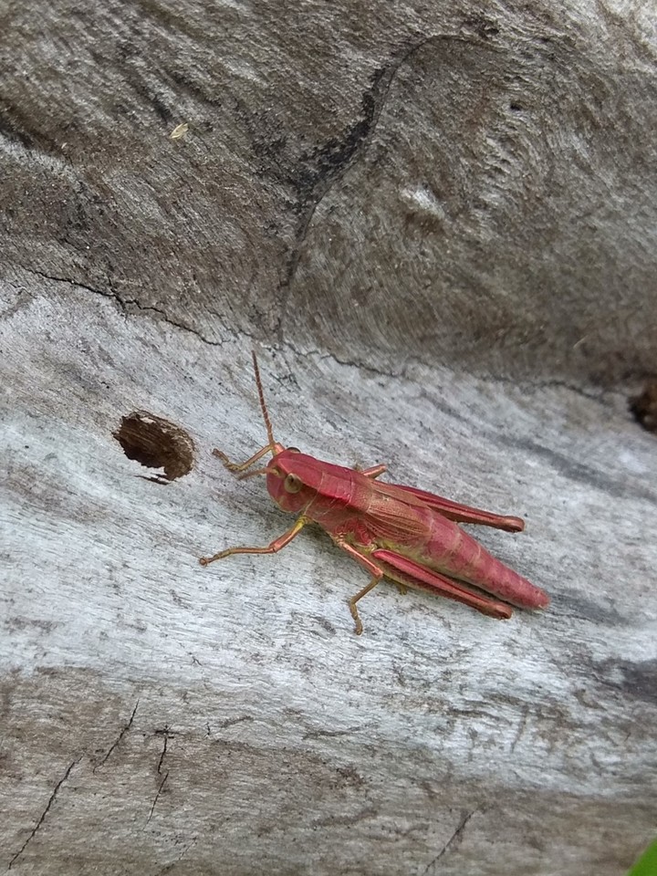 Grasshopper