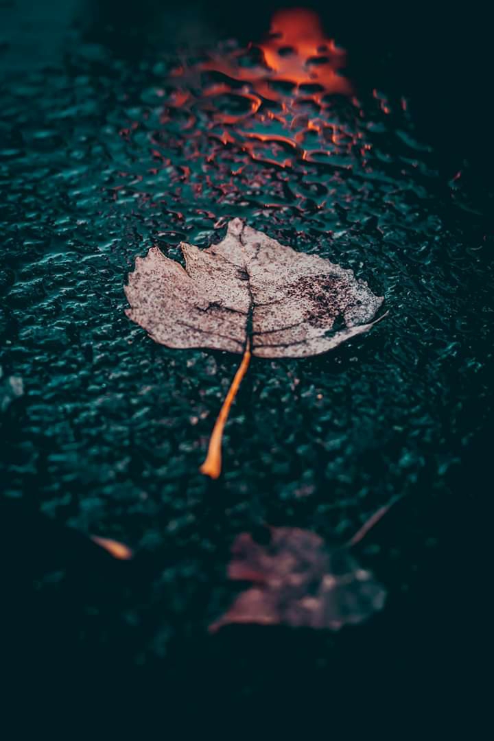 fallen leaf