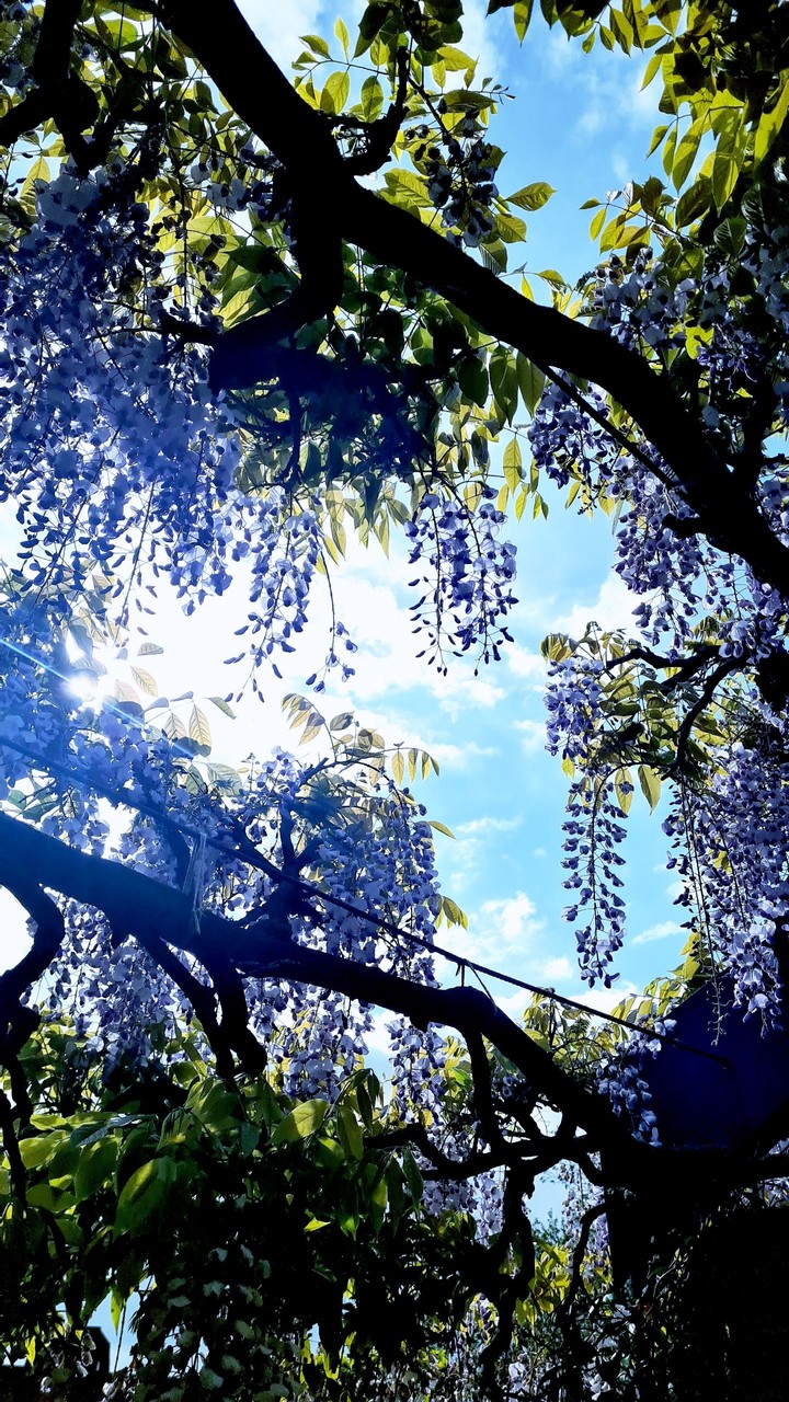 purple