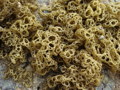 Coral in St Martin's Island