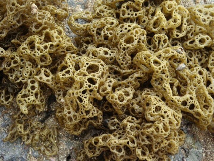 Coral in St Martin's Island