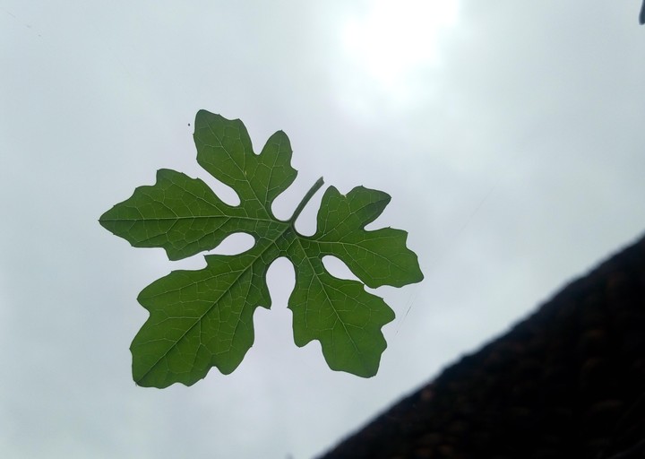leaf