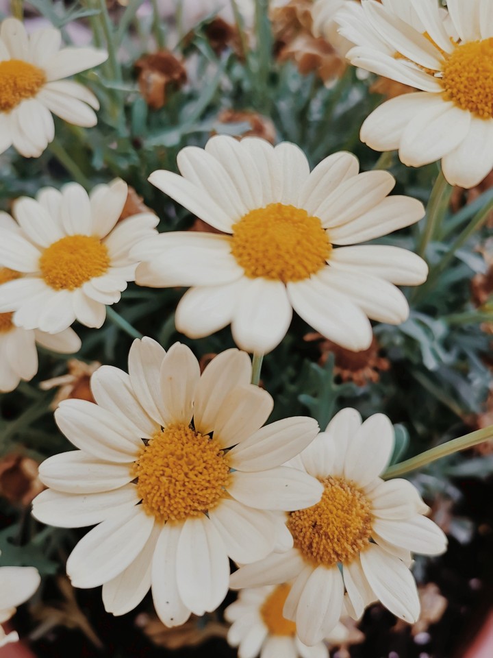 Blumen