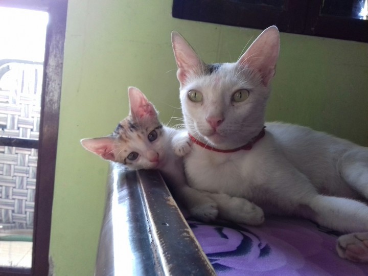 Lovely Cat