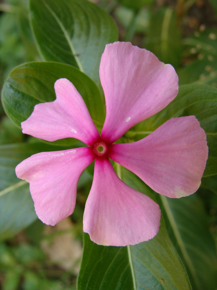 Pink Flower