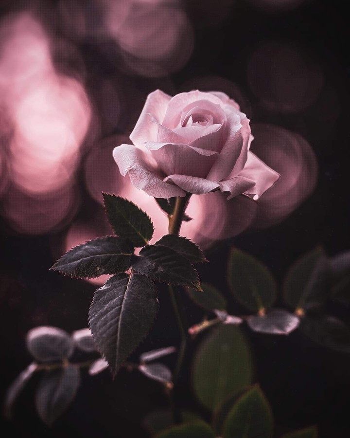 rose