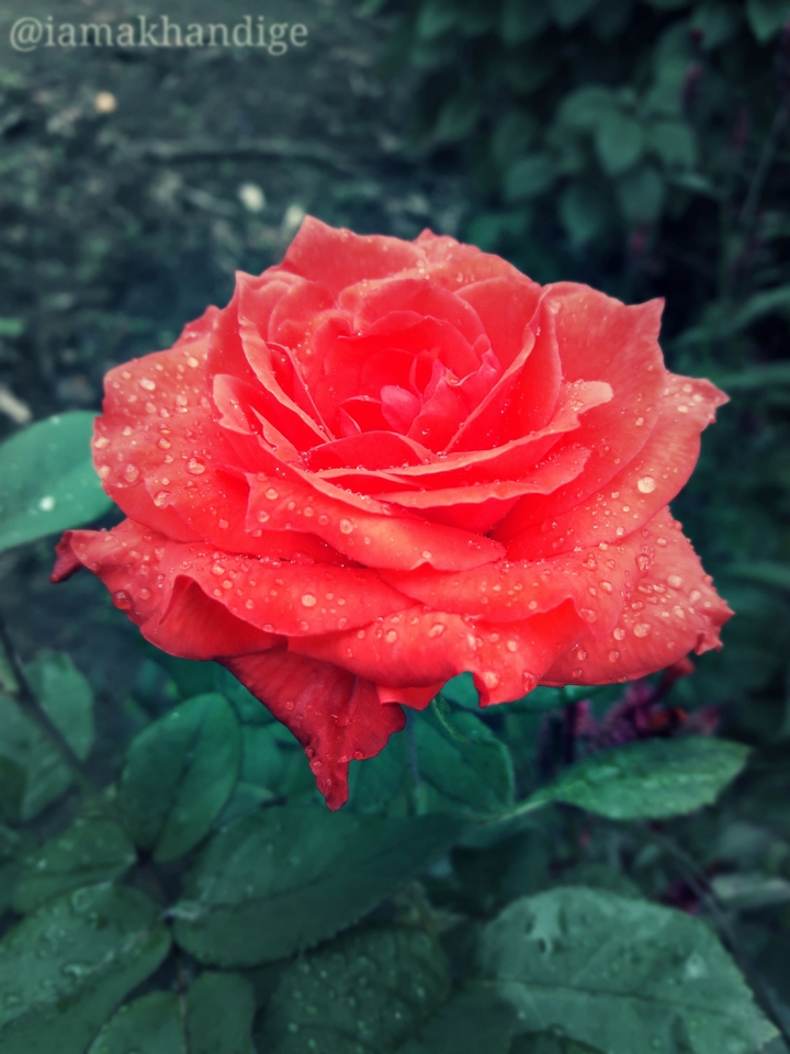 red rose