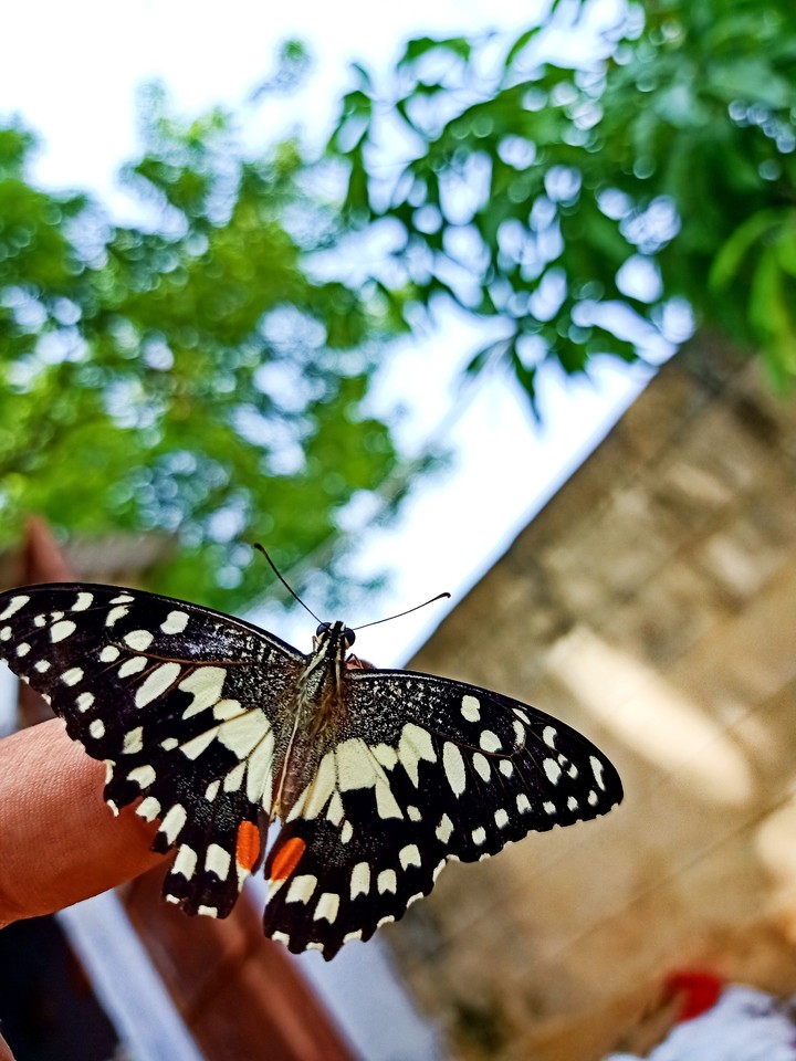 Butterfly
