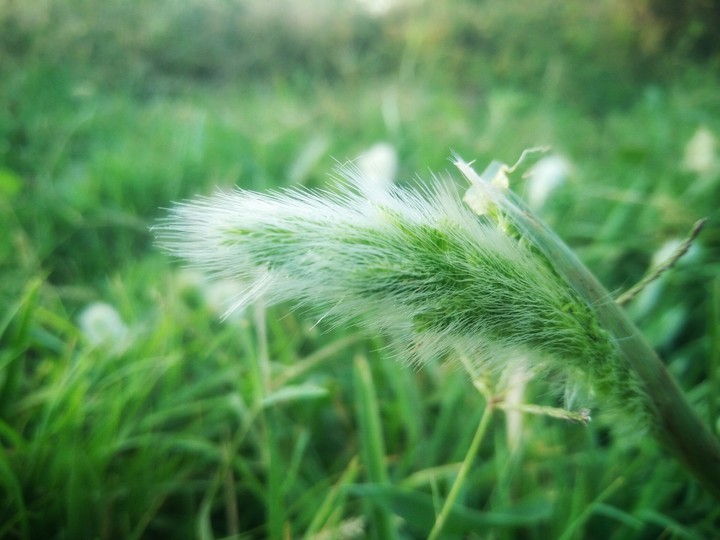 Grass