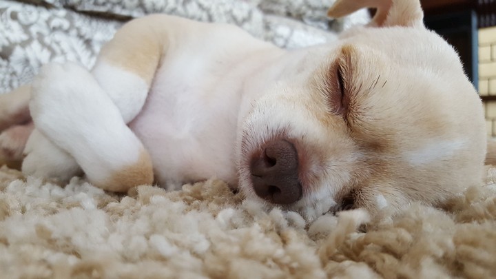 My dog