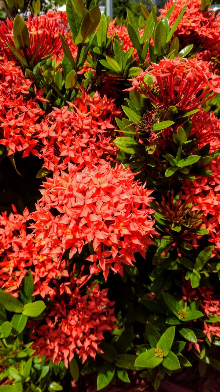 Red and Green bush