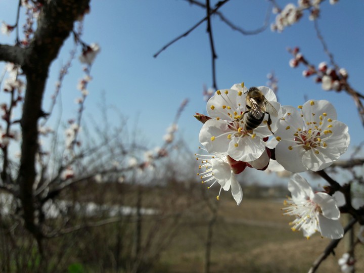 bee on apricot flower