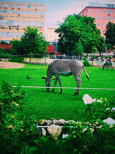 Zebra