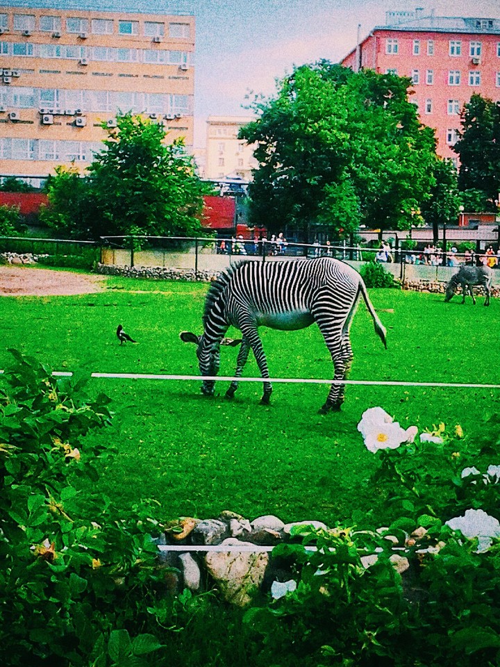 Zebra