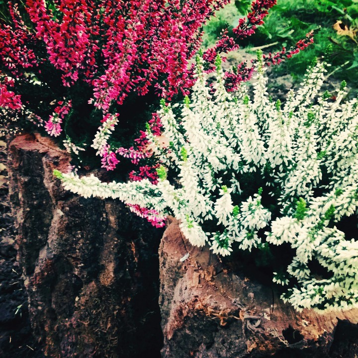 Autumn's beautiful colors  own composition is her own garden