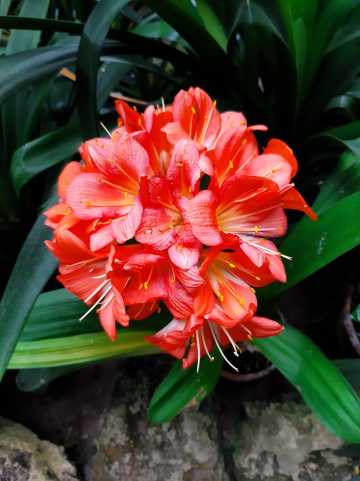 red flower