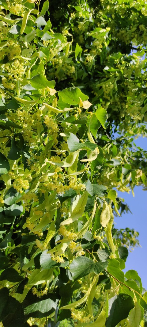 шпалери araliaceae, menispermaceae