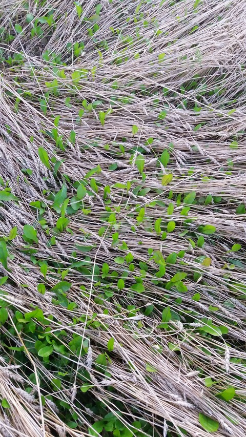 Green & brown