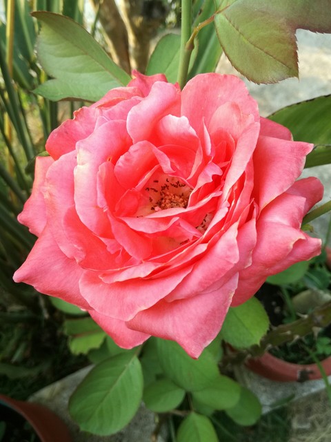 rose rose