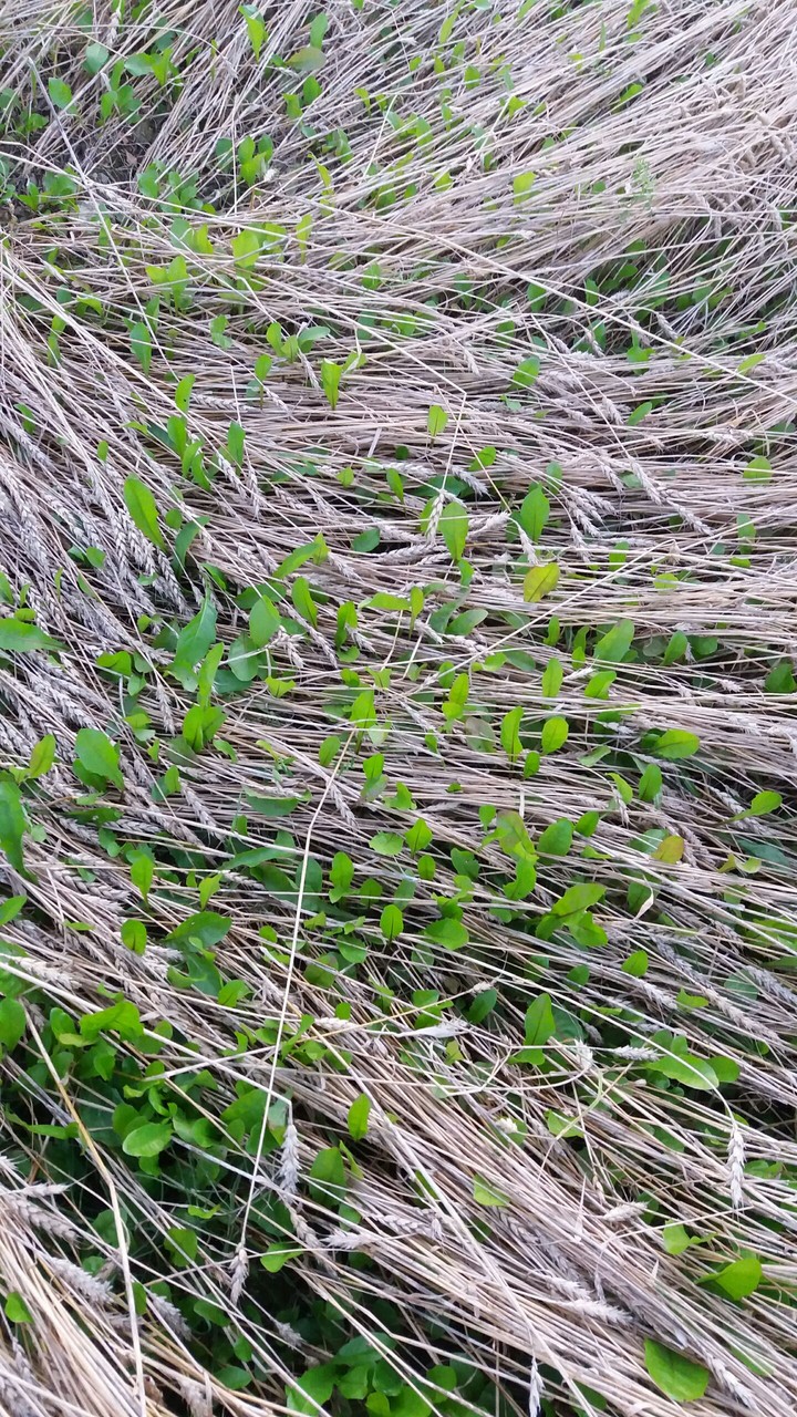 Green & brown