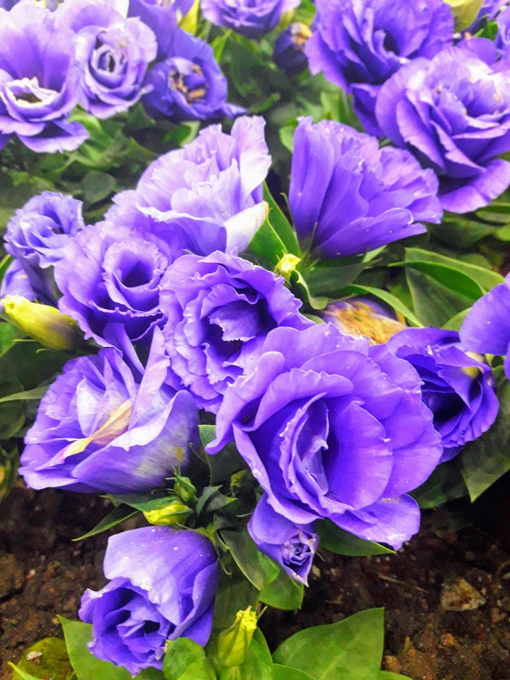 flower