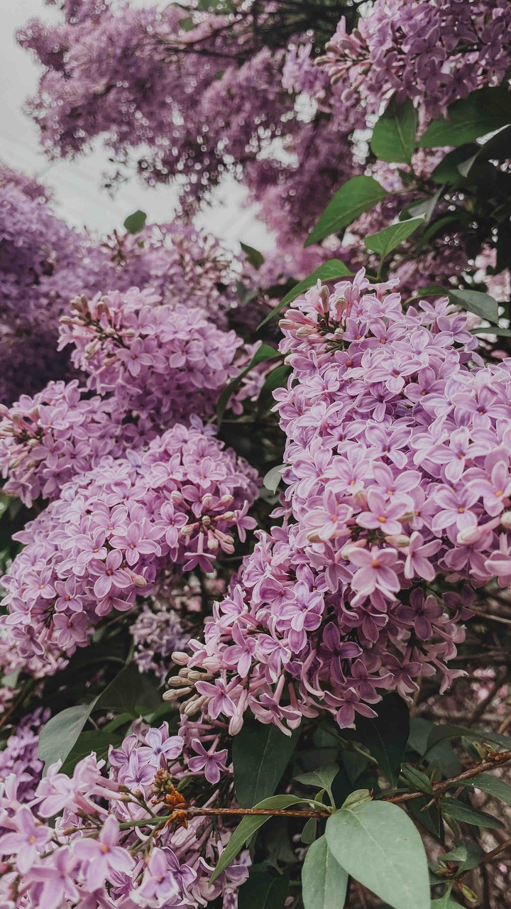 my favorite time of spring