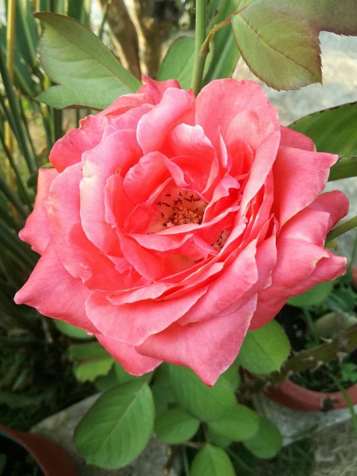 rose rose
