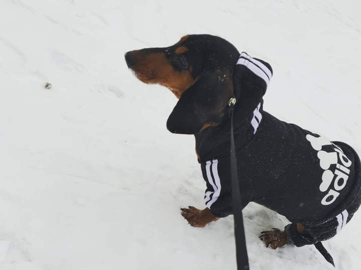 такса, dachshund на улице