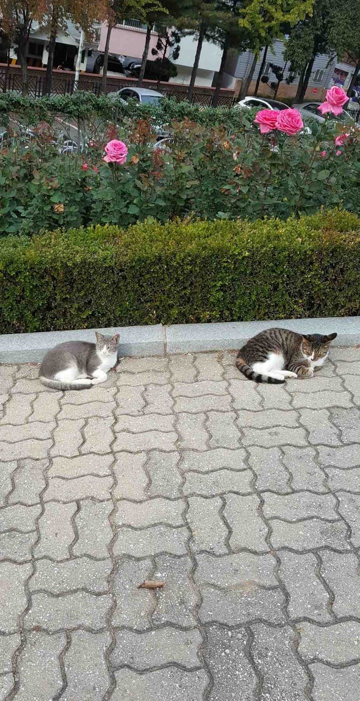 고양이