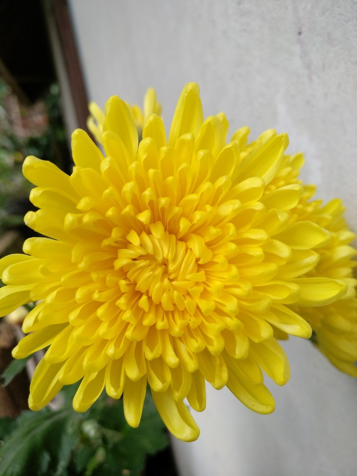 aster