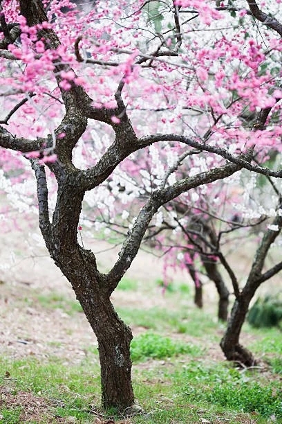pink and white blossoms