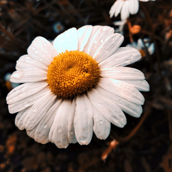 #flower