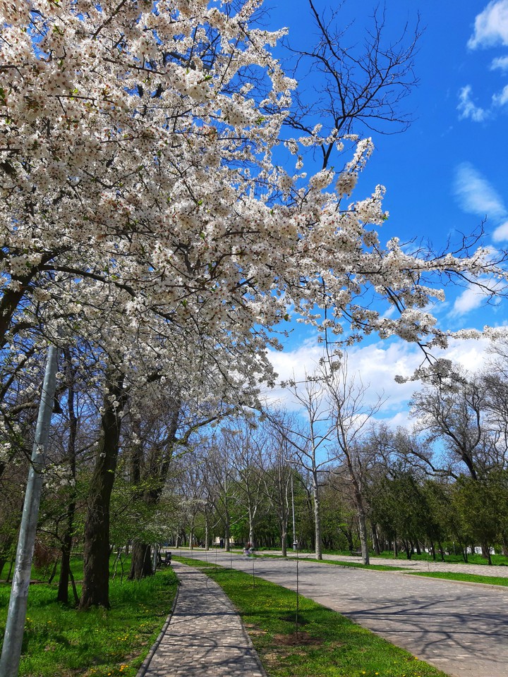 Cherry tree