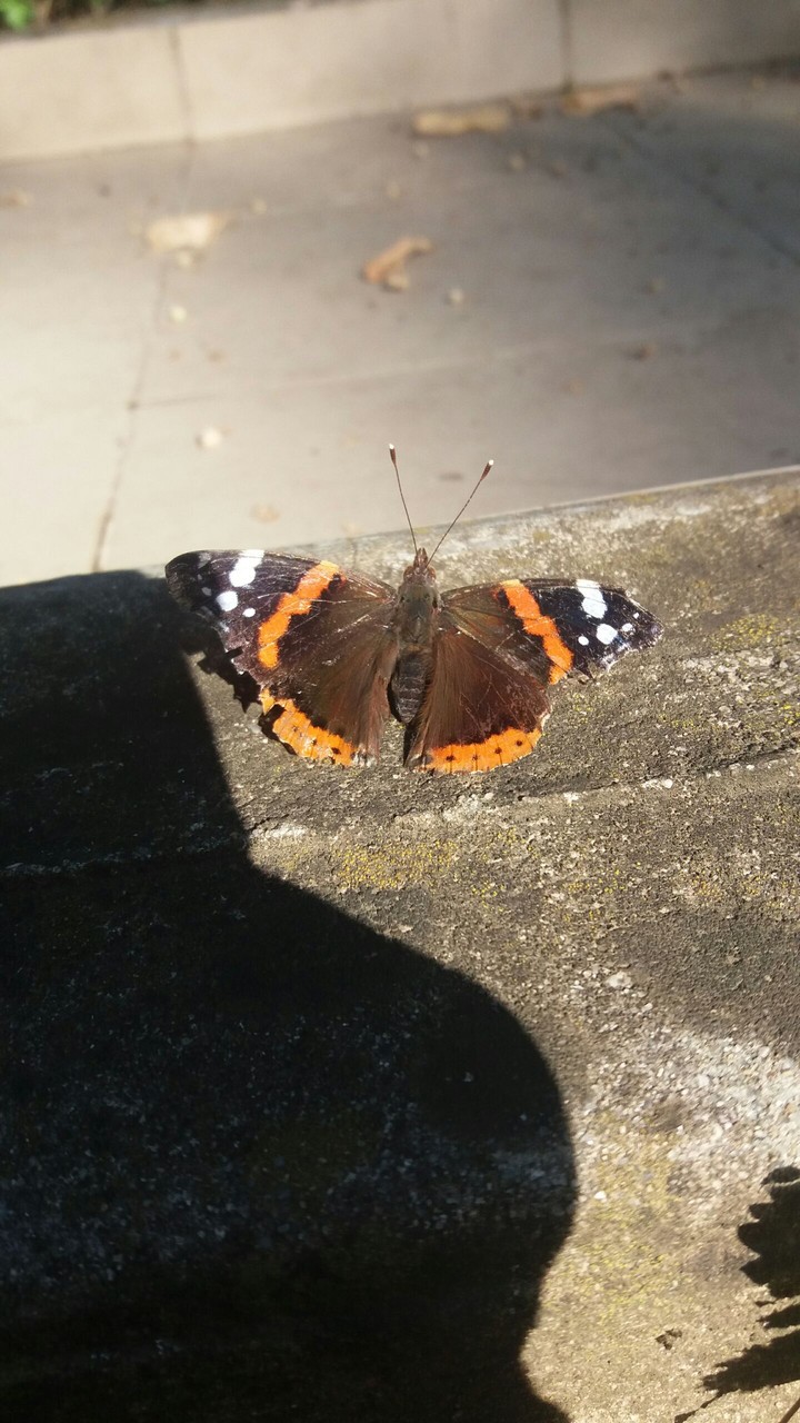 Butterfly