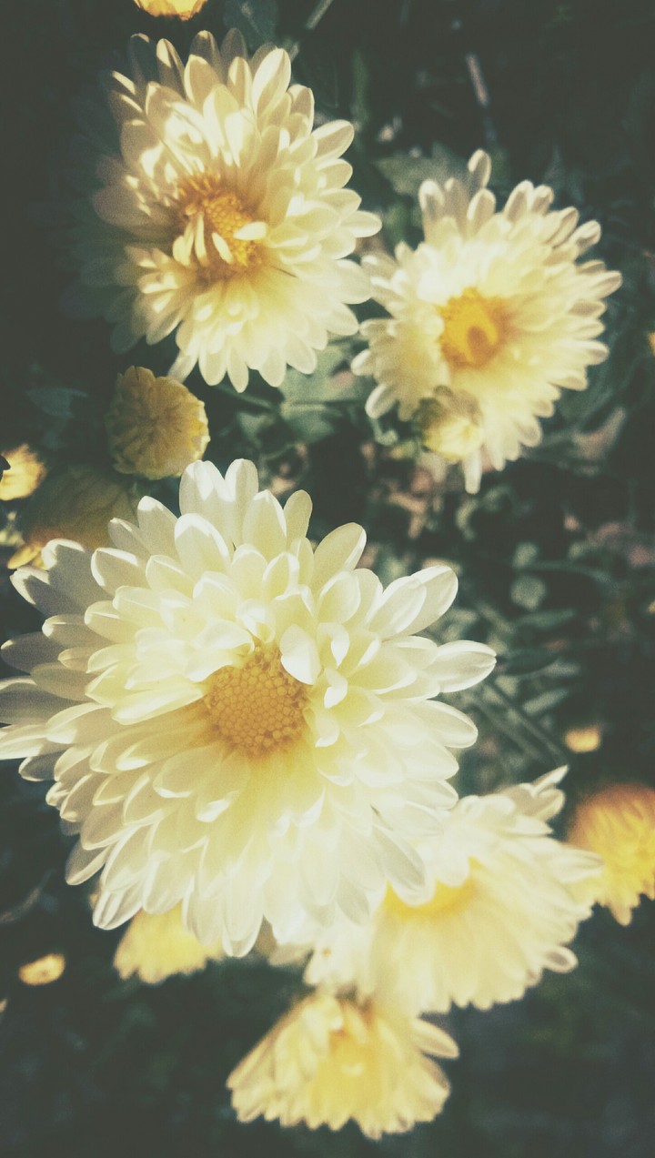 beautiful flowers