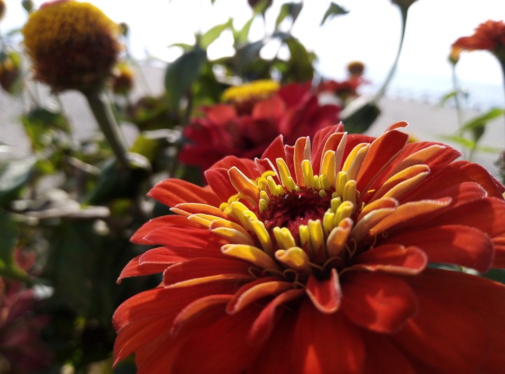 Beautiful red flower