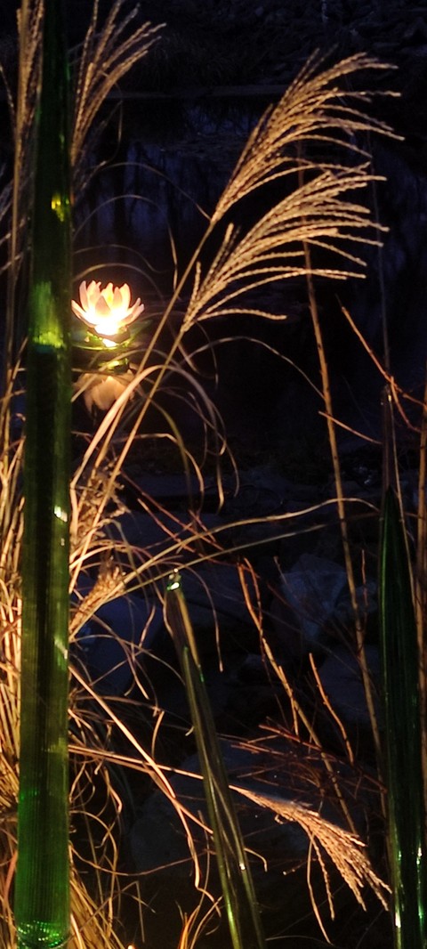 sfondi reeds, grasses