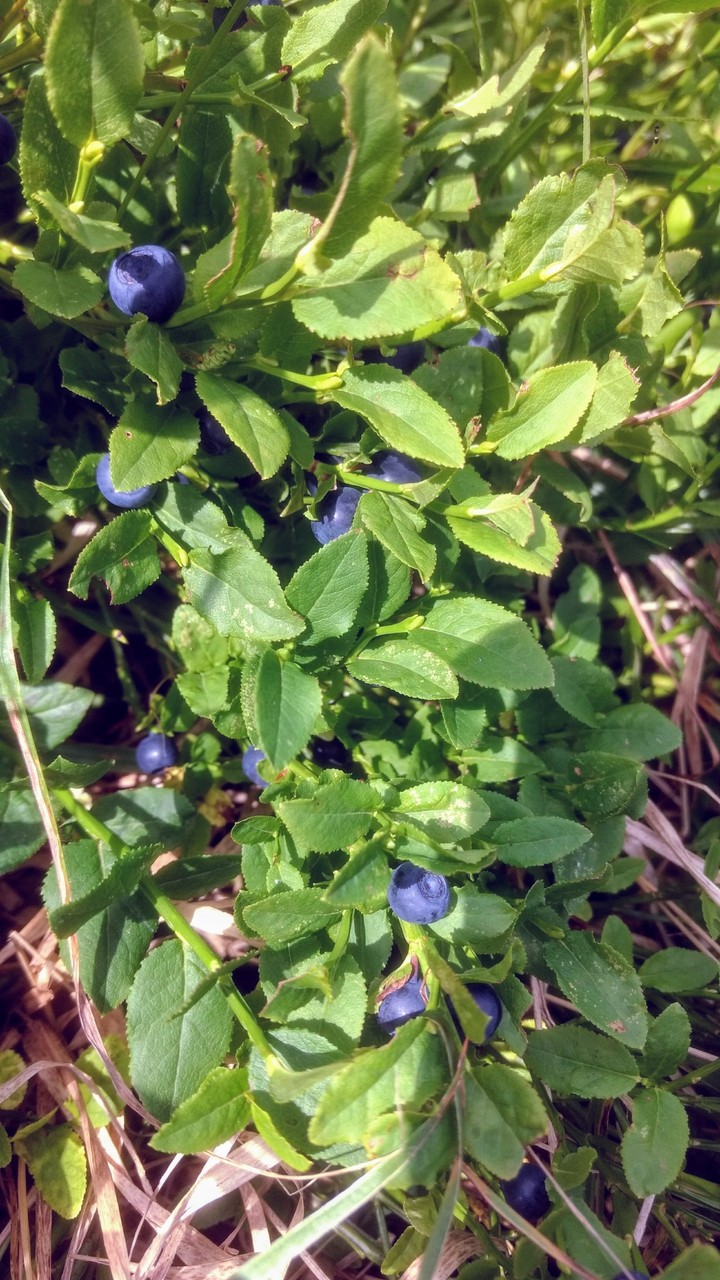 Wild blueberries
