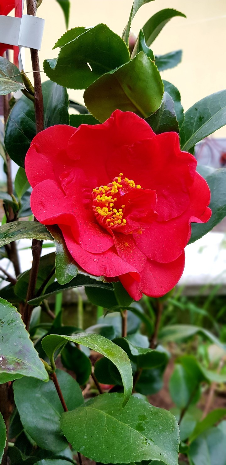 primavera