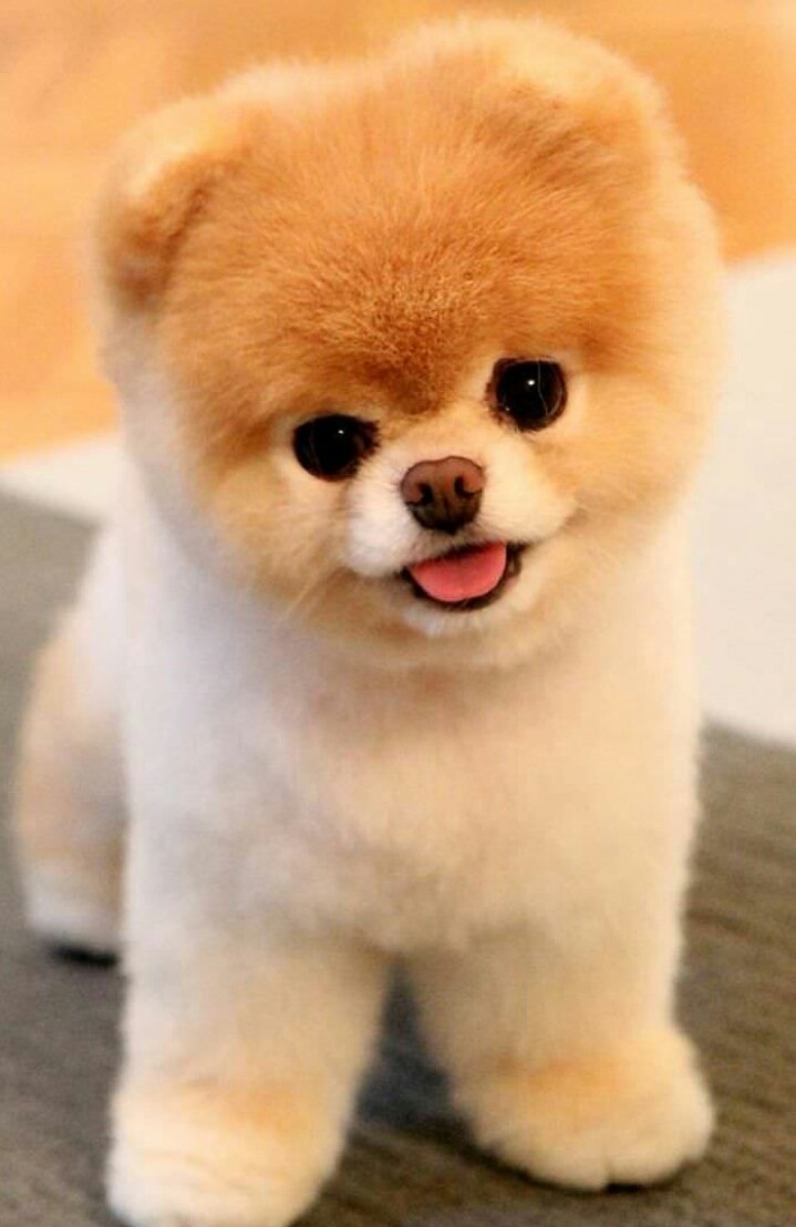 cutest dog?