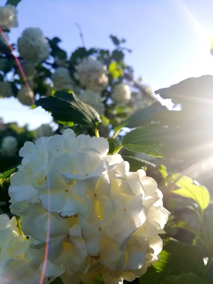 nature