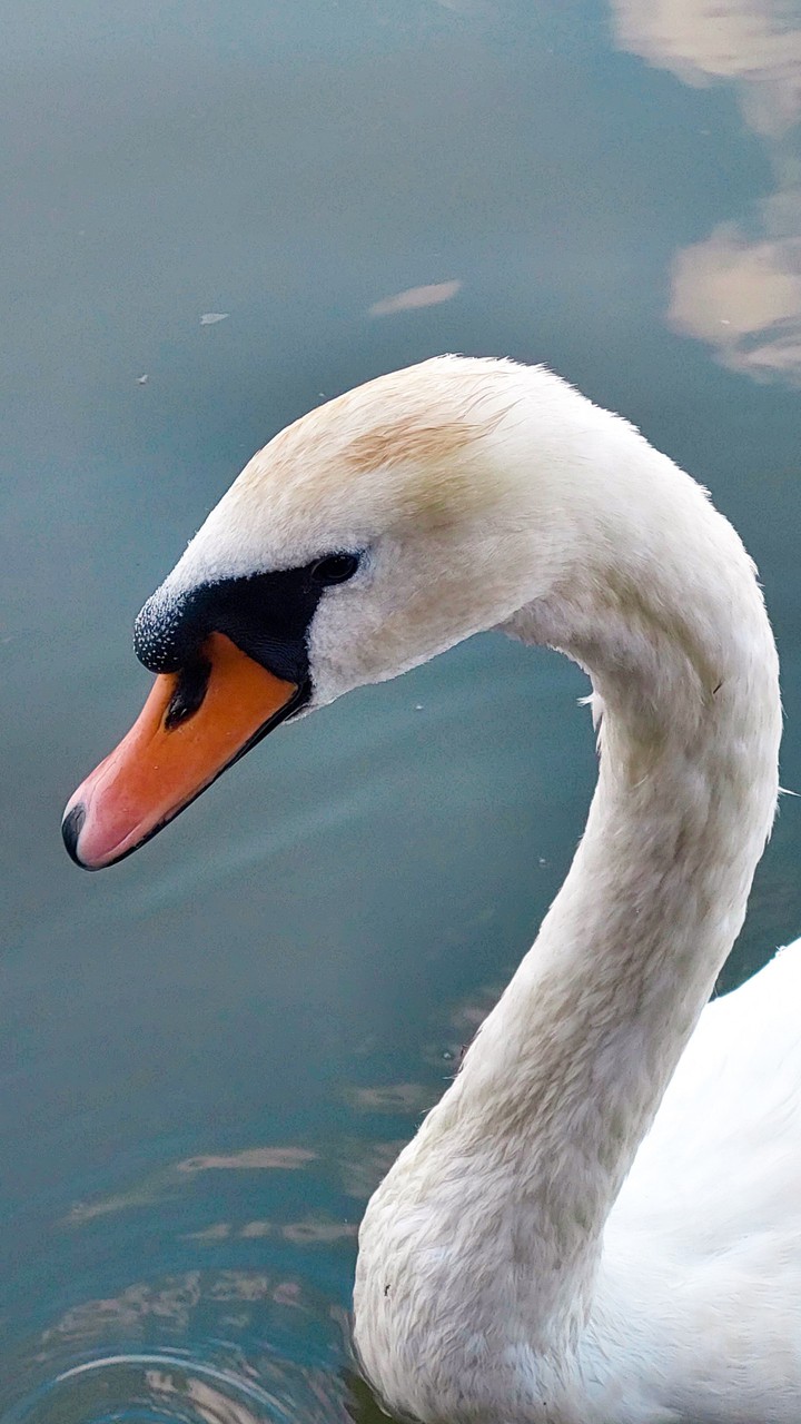 swan