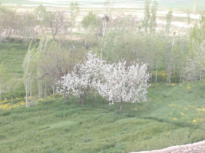 بیجار