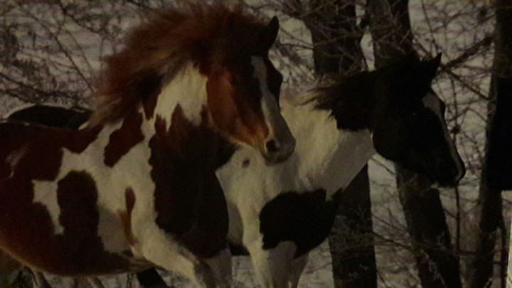 pferde