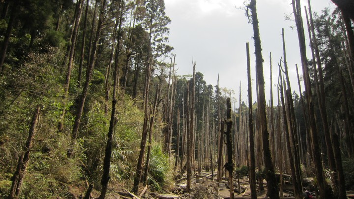 dry forest